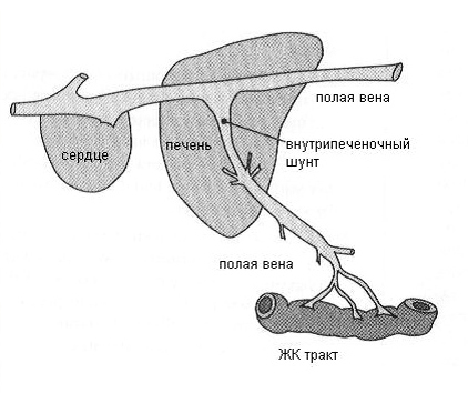 Печеночный (портокавальный, портосистемный) шунт у собак - Ветеринарный Центр «Прайд»